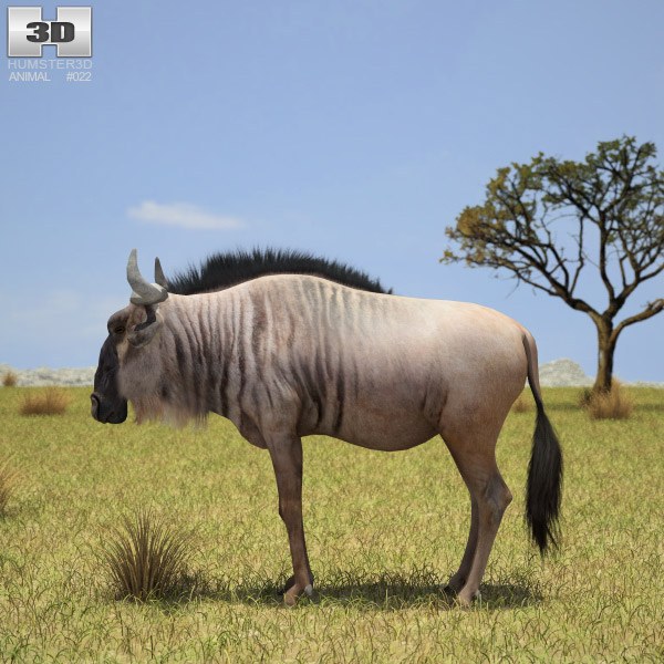 Wildebeest 3d model