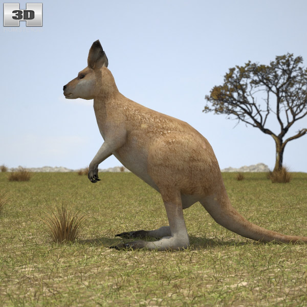 Kangaroo Joey 3d model