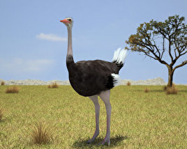 Ostrich Low Poly 3D model