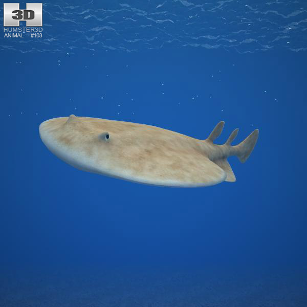 Pacific Electric Ray Low Poly 3d model