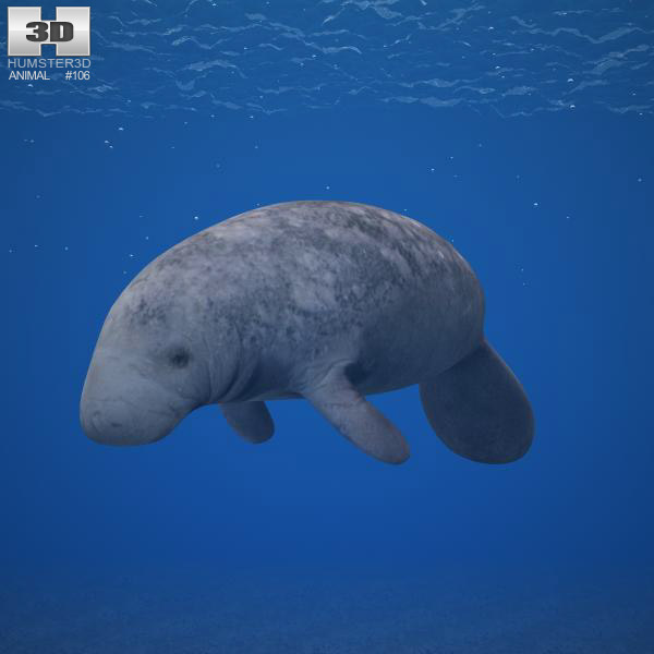 West Indian Manatee 3Dモデル