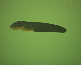 Electric Eel 3D-Modell
