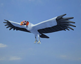 King Vulture Modello 3D