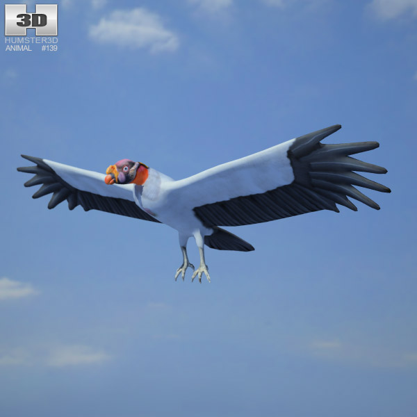 King Vulture Low Poly 3D model