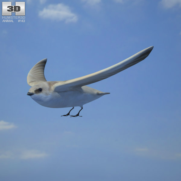Sand Martin Low Poly 3D model