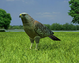 Red-Shouldered Hawk Low Poly 3D model