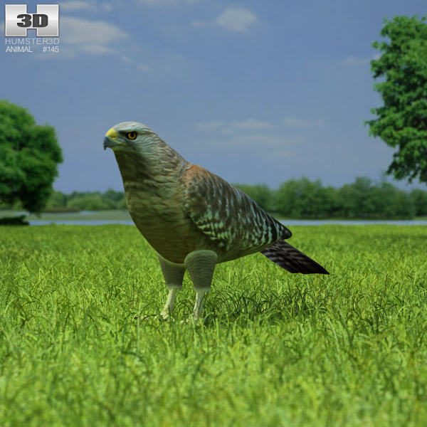 Red-Shouldered Hawk Low Poly Modelo 3d