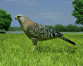 Red-Shouldered Hawk Low Poly Modelo 3d