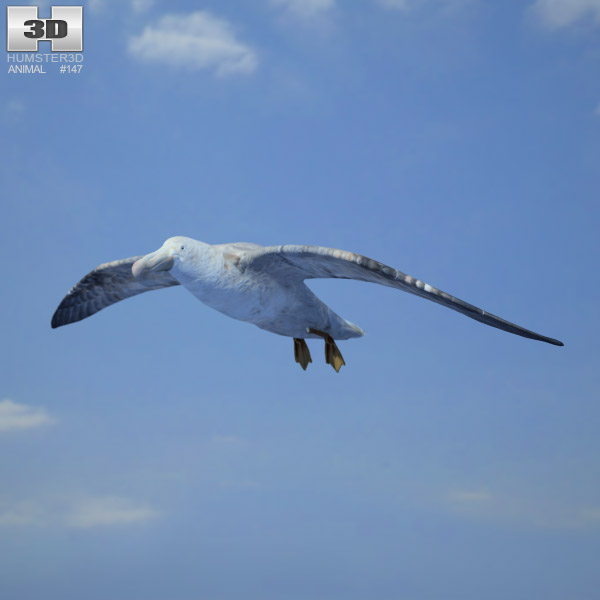 Southern Giant Petrel 3Dモデル