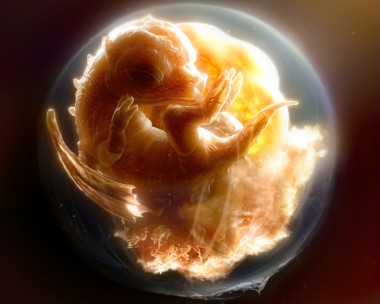 Dragon Foetus
