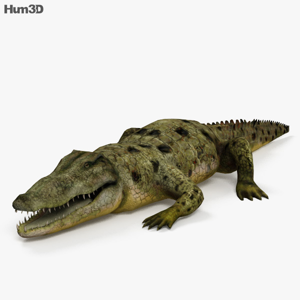 Common Crocodile HD 3D model