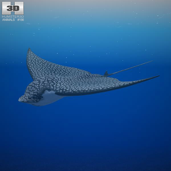 Spotted Eagle Ray 3D 모델 