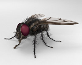 Housefly 3D model