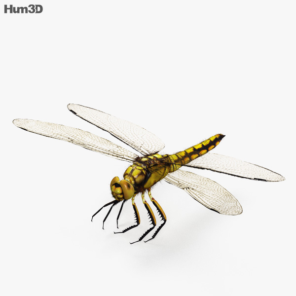 Dragonfly HD 3D model