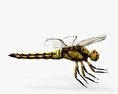 Dragonfly HD 3d model