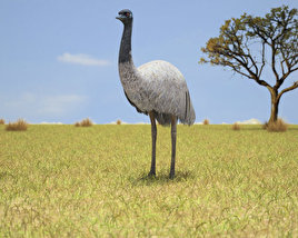 Emu 3D model