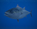 Atlantic Bluefin Tuna 3D модель