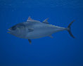 Atlantic Bluefin Tuna 3D 모델 