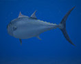 Atlantic Bluefin Tuna 3D模型