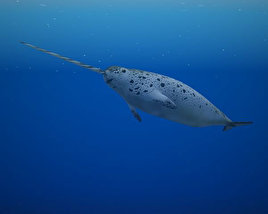 Narwhal Low Poly Modello 3D