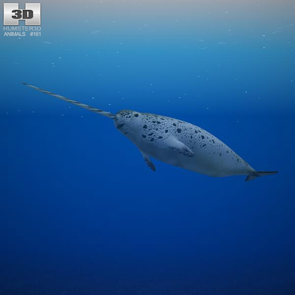 Narwhal 3D 모델 