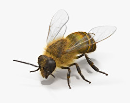 Honey Bee 3D model