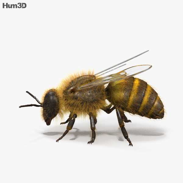 Honey Bee HD 3D model - Animals on Hum3D