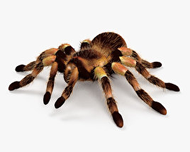 Tarantula 3D model