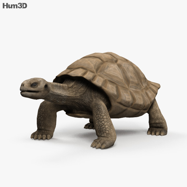 Galapagos Turtle HD 3D model