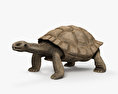 Tartaruga-das-galápagos Modelo 3d