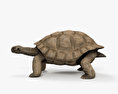 갈라파고스 거북이 3D 모델 