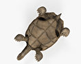 Tartaruga delle Galapagos Modello 3D