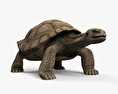 Galapagos Turtle HD 3d model