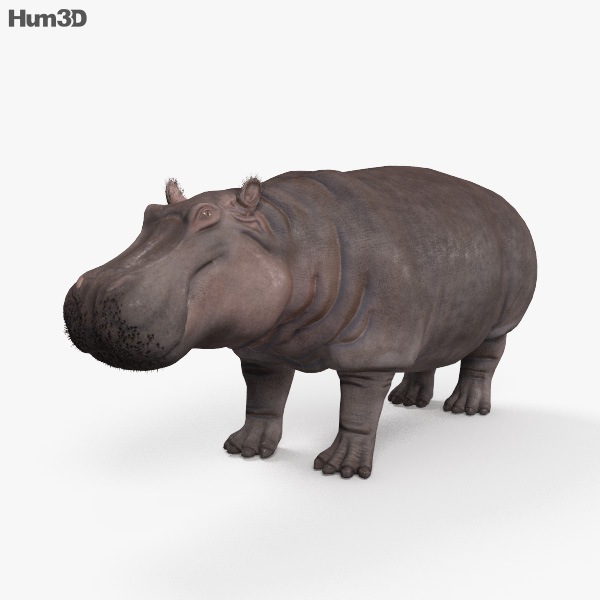Flusspferd 3D-Modell