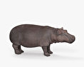 Hippopotame Modèle 3d