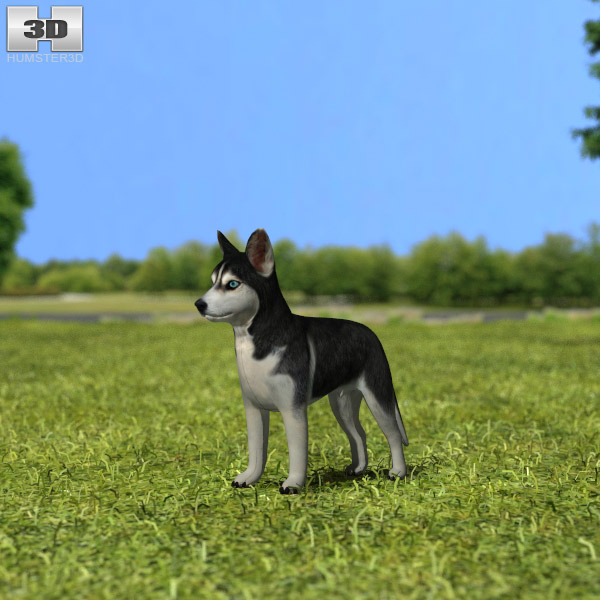 Siberian Husky Puppy Low Poly Modèle 3D