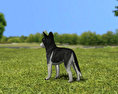 Siberian Husky Puppy Low Poly 3d model