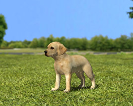Labrador Retriever Puppy 3D 모델 