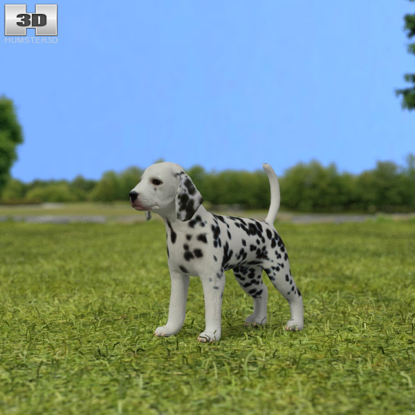 Dalmatian Puppy 3Dモデル