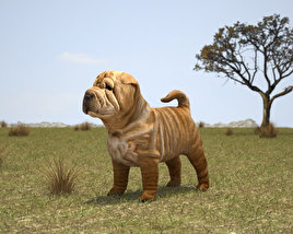 Shar Pei Puppy 3D модель