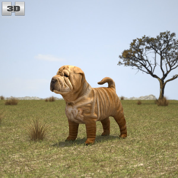 Shar Pei Puppy Low Poly 3D model
