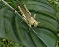 Desert Locust Low Poly 3D-Modell