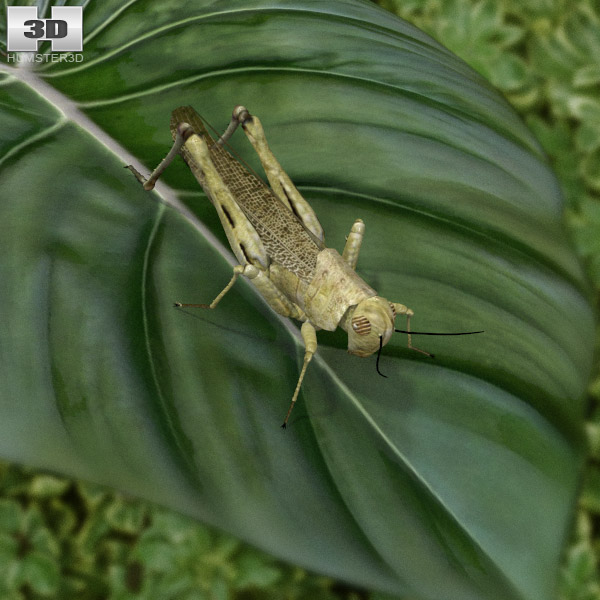 Desert Locust Low Poly 3D-Modell