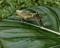 Desert Locust 3D 모델 