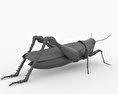 Desert Locust 3D 모델 