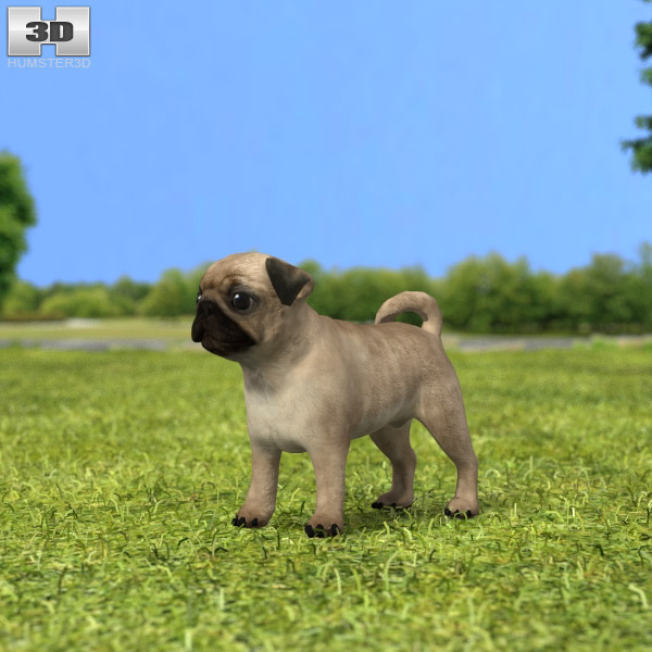 Pug Puppy 3Dモデル
