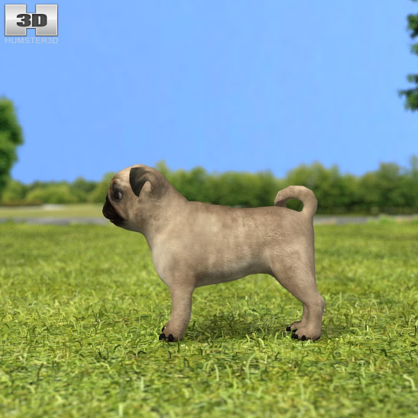 Pug Puppy Modello 3D