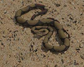 Boa Constrictor Low Poly 3D model