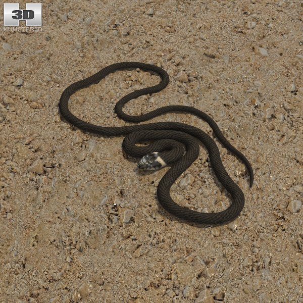 Grass Snake Low Poly 3D-Modell