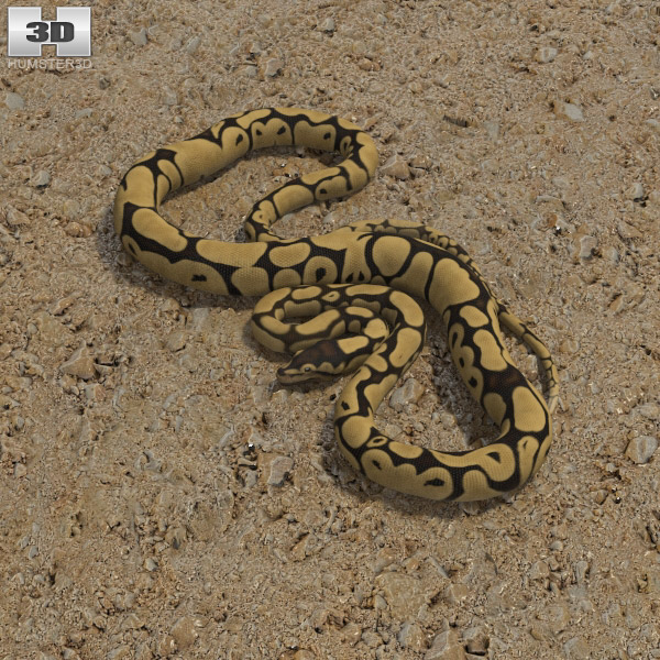 Common Python 3D модель